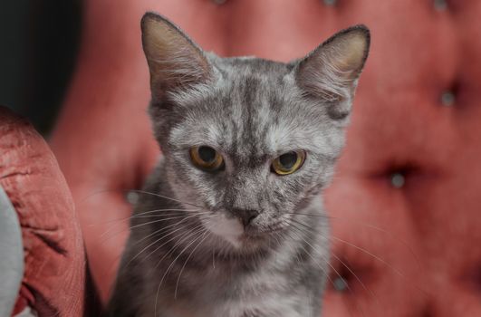 Tabby angry adult cat on a background of red armchair