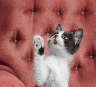 black and white outbred kitten sitting on a red armchair and raised his paw up