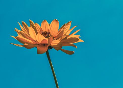 yellow summer flower on a background of blue sky