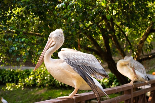 A flock of white pelicans who live in a bird park.