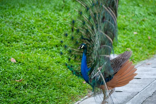 Beautiful well-groomed peacock fluffy a magnificent tail, flirts with a female.