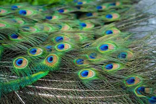 Close-up of a peacock's tail. Feathers on the tail of a peacock. Colors of nature.