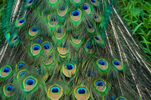 Close-up of a peacock's tail. Feathers on the tail of a peacock. Colors of nature.