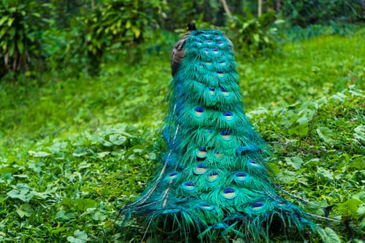 A beautiful manicured peacock walks in a green bird park