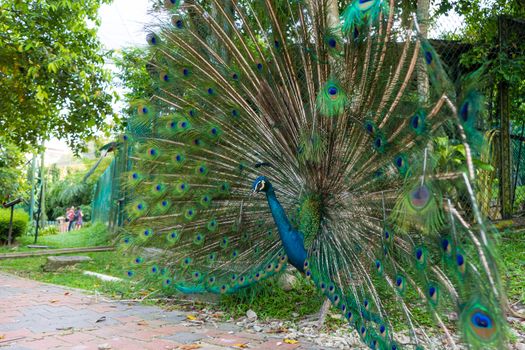 Beautiful well-groomed male peacock, spreading its tail, luxurious tail, flirts with a female.