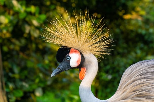 Crowned Crane walks in a green park.