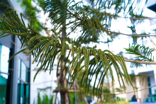 Green conifers in Asia. Gardening of the local area.