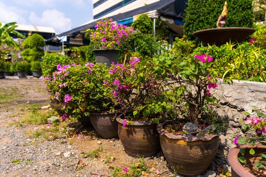 Flower bed in pots near the house. Decoration of the exterior with flowers