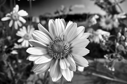 yellow flower of blooming rough sunflower during the summer in a meadow in Poland, black and white