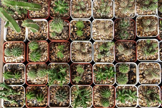 Street market of home fresh flowers. Top view of decorative cactus of different shapes in plastic pots