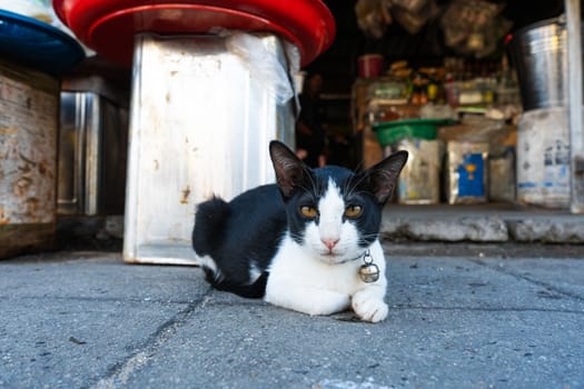 Black-white cat with a bell on a collar, lies on the floor in a street market