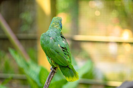 Green parrot close-up portrait. Bird park, wildlife.