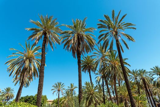 Palm trees in front of a blue sky seen in a tropical paradise