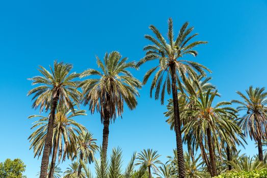 Beautiful palm tree forest in front of a blue sky