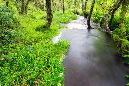 Small river in a green forest seen in the Highlands of Scotland