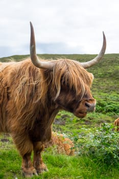 A Galloway cow seen in Scotland, Europe