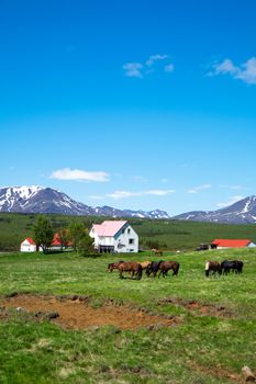 Grazing horses and a farm seen in Iceland