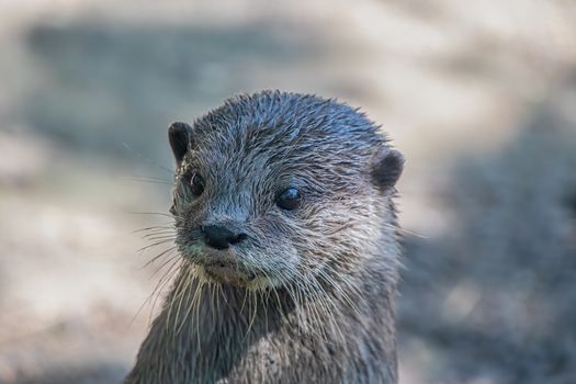 Portrait of an Asian small-clawed otter (Amblonyx cinerea)