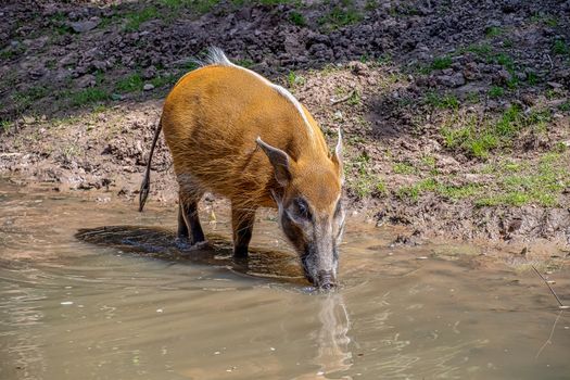 red River Hog drinking water from a river
