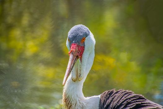 Close view of a Wattled Crane's head