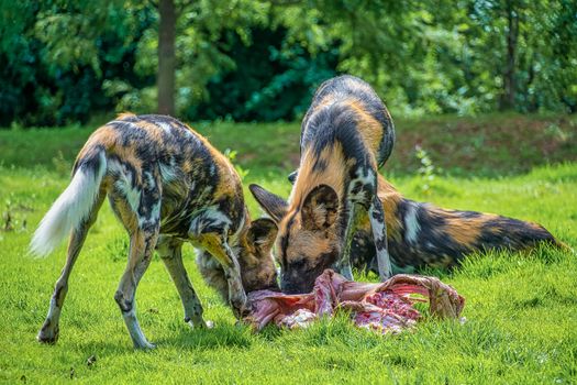 African Painted Dog: Scientific name: Lycaon pictus. Eating food