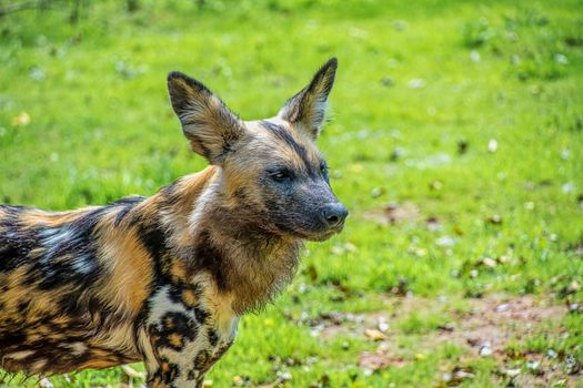 African Painted Dog: Scientific name: Lycaon pictus