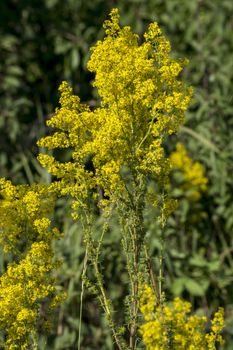 The Milking Gull - (Galium verum) of annual weeds.