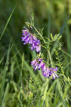 The spring vetch (Vicia sativa L.) field weed and feed crops.