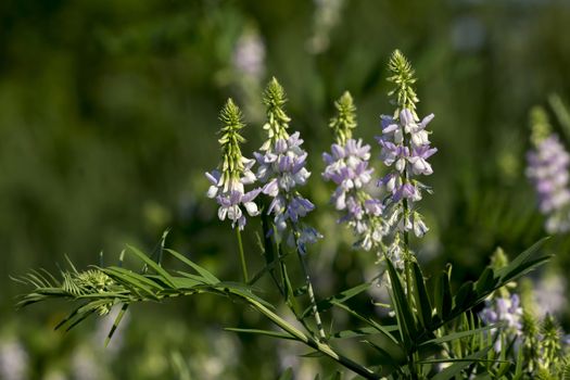 The spring vetch (Vicia sativa L.) field weed and feed crops.