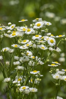 The autumn field daisy fleabane (Stenactis annua) opens.