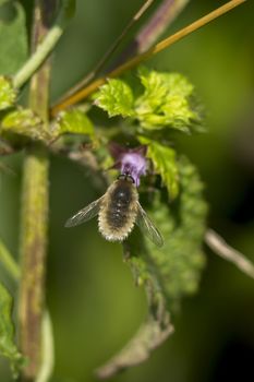 The Border fly  ( Bombylius major) rests on the leaf.