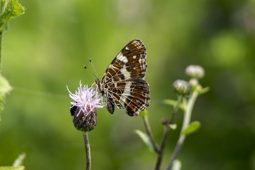 Cobweb butterfly (Araschnia levana) on the meadow buttercup.