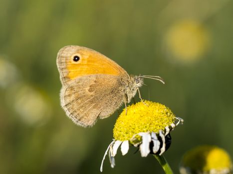 Small hay moth (Coenonympha pamphilus) in wild flowers.