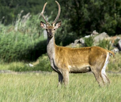 The red deer (Cervus elaphus) at the edge of the forest.