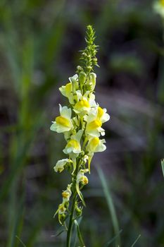 Flaming grass (Linaria vulgaris) flower meadows in wetlands.