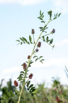 Licorice (Glycyrrhiza glabra), leaf and fruit, in summer .. 