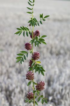 Licorice (Glycyrrhiza glabra), leaf and fruit, in summer .. 