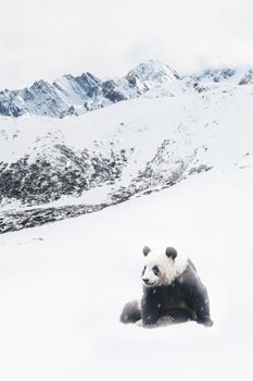 Giant Panda in Snow