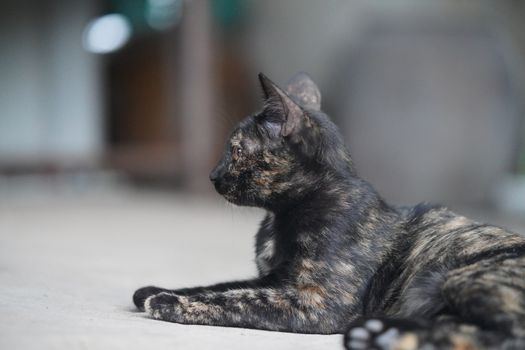 Small black cat lying on the ground, looking at the sides.