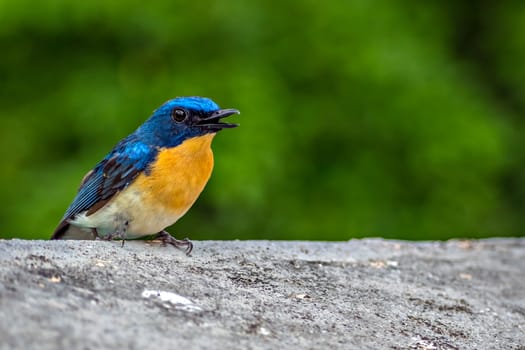 Colorful young Indian blue robin sitting on a wall of the building.