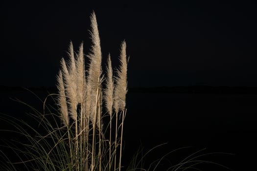 Pampas grass in bloom islaoted on black.