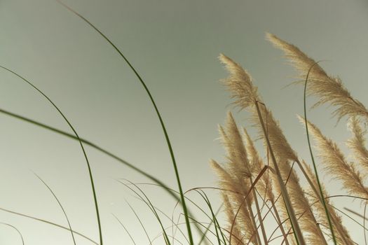 Pampas grass in bloom, desaturated.