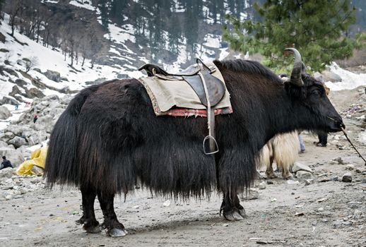 Yak ready for ride in Manali, Himachal Pradesh, India.