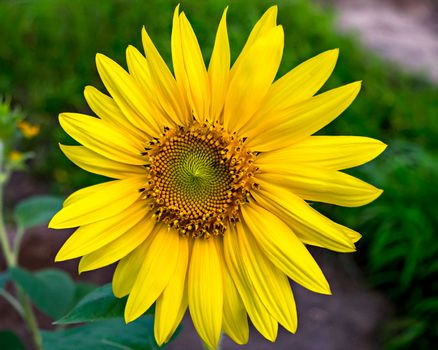 Close up, isolated  image of a Sunflower shinning in the sunlight. Scientific name : Helianthus.