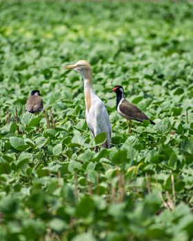 Close up image of Cattle Egret bird with Red Wattled Lapwing  in a field near Sasan Gir, Gujrat, India.