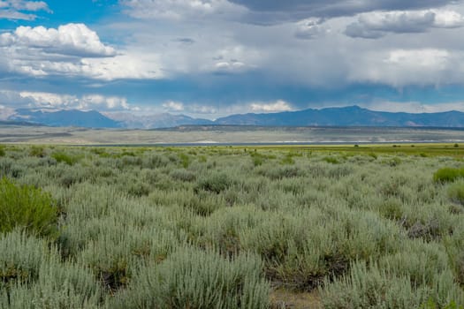 Long valley next the Lake Crowley, Mono County, California. USA. Green wetland with mountain on the background during clouded summer.