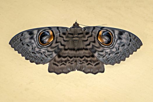 Isolated image of Brahmaea wallichii, also known as the owl moth on clear background.