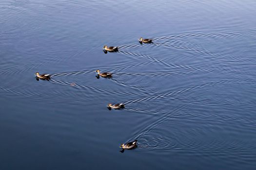 River ducks swimming in formation in clear blue water of Mula river in Pune, India.
