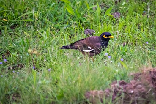 Close up, isolated image of Common Myna bird in open area on a hill in Pune, India.