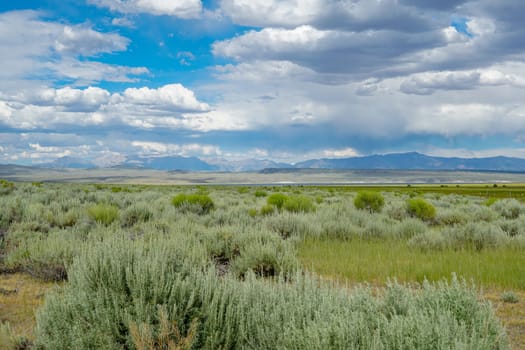 Long valley next the Lake Crowley, Mono County, California. USA. Green wetland with mountain on the background during clouded summer.